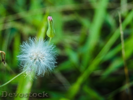Devostock Grass Plant Flower 131329 4K