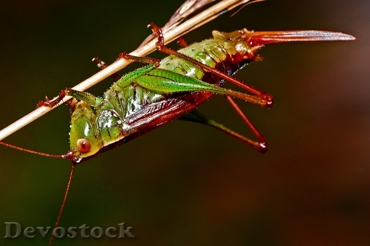 Devostock Grasshopper Insect Macro Arthropod HD
