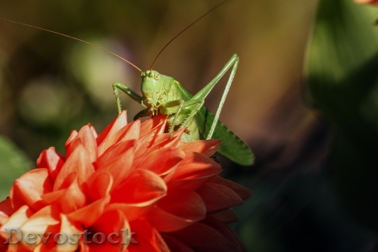 Devostock Grasshopper Insect Viridissima Nature 4801 4K.jpeg