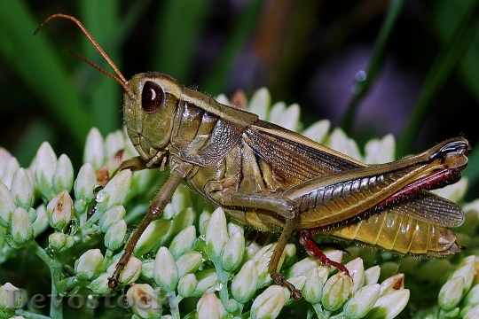 Devostock Grasshopper Macro Arthropod Invertebrate 4082 4K.jpeg