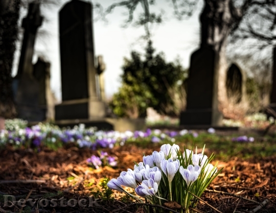 Devostock Graveyard Church Crocus Cemetery 16180 4K.jpeg