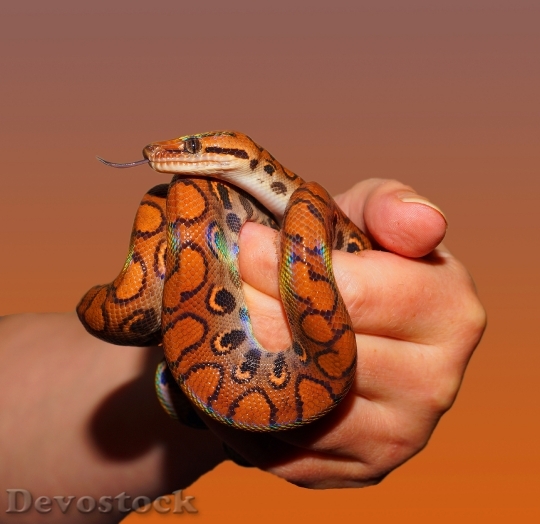 Devostock Hand Animal Reptile 3426 4K
