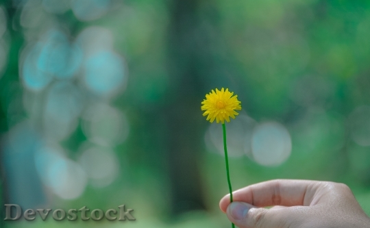 Devostock Hand Flower Holding 86087 4K