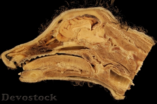 Devostock Head Anatomy Dog Sagittal HD