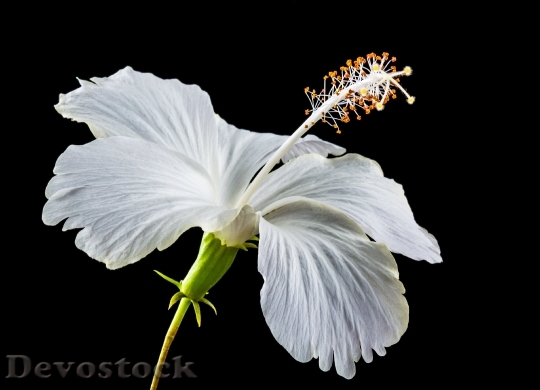Devostock Hibiscus Blossom Bloom Flower 5656 4K.jpeg