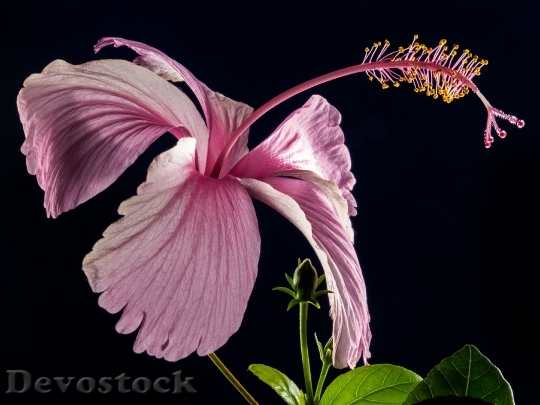 Devostock Hibiscus Blossom Bloom Flower 6354 4K.jpeg