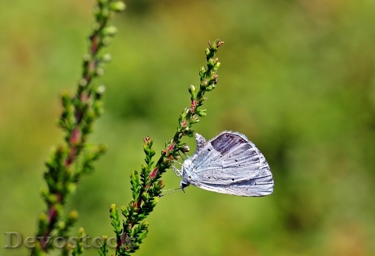 Devostock Holly Blue Celastrina Argiolus Butterfly Butterflies 16146 4K.jpeg