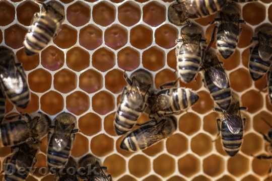 Devostock Honeycomb Animals Pollen 92878 4K