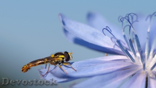 Devostock Hoverfly Chicory Blossom Bloom 15850 4K.jpeg