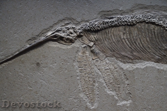 Devostock Ichthyosaurs Skeleton Petrified 1257307 HD