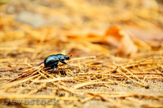 Devostock Insect Beetle Wildlife 1386 4K