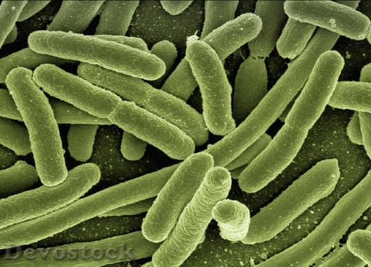 Devostock Koli Bacteria Escherichia Coli HD