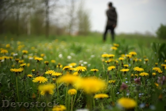 Devostock Landscape Field Flowers 107444 4K
