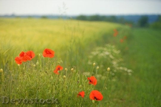 Devostock Landscape Field Flowers 113655 4K