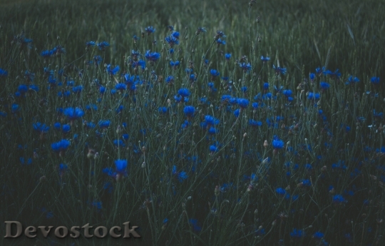 Devostock Landscape Field Flowers 83778 4K