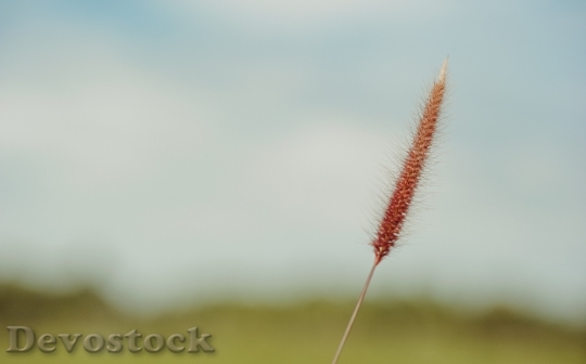 Devostock Landscape Field Grass 79313 4K