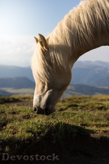 Devostock Landscape Mountains Field Horse 4K