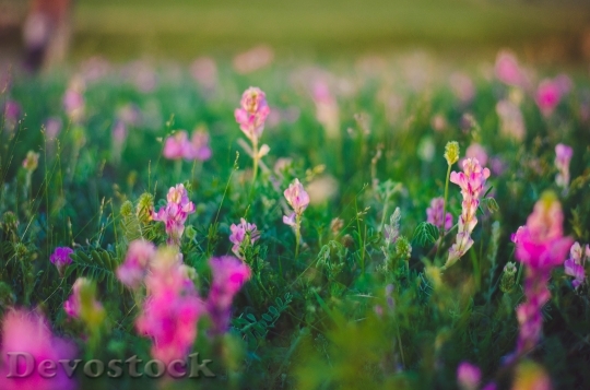 Devostock Landscape Nature Flowers 6657 4K