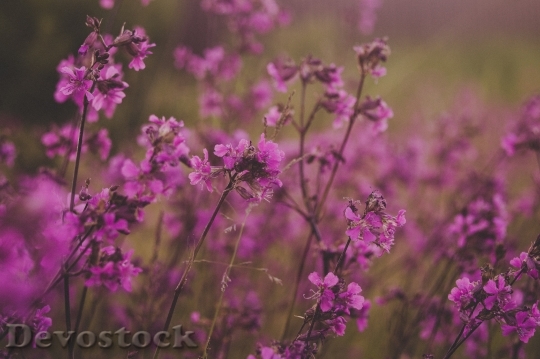 Devostock Landscape Nature Flowers 69888 4K