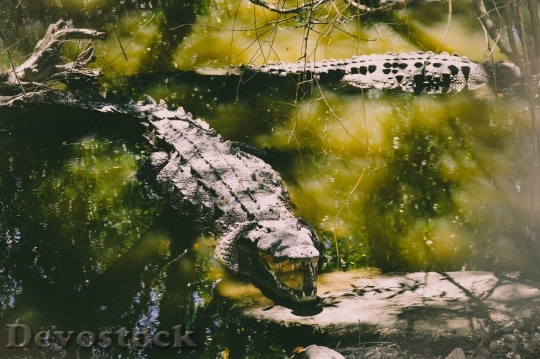 Devostock Landscape Nature Water Wildlife Photography Two Crocodiles 4K