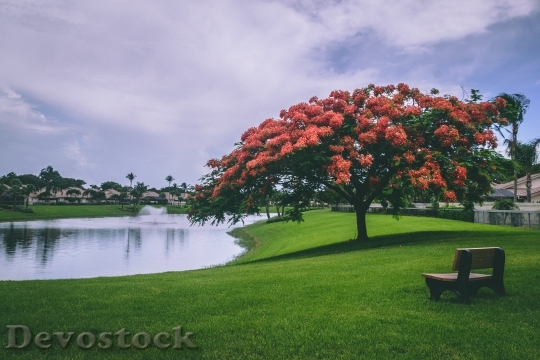 Devostock Landscape Red Flowers 118814 4K