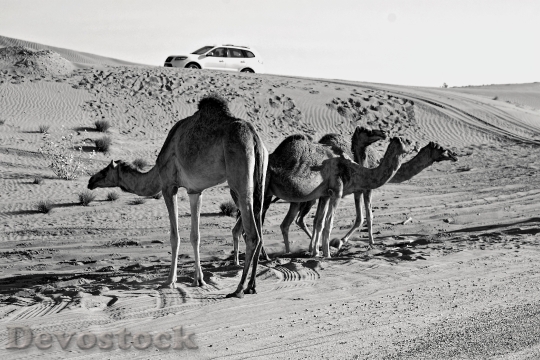 Devostock Landscape Sand Desert 91156 4K
