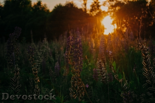 Devostock Landscape Sunset Field 97799 4K