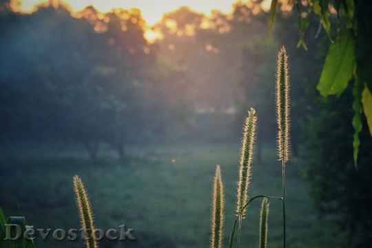 Devostock Landscape Sunset Flowers 66218 4K