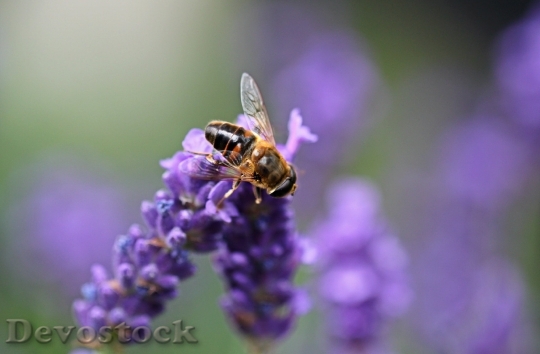 Devostock Lavender Hoverfly Insect Flight Insect 16267 4K.jpeg