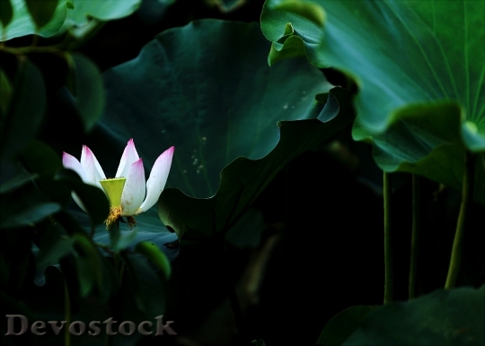 Devostock Leaves Flower Bloom 117974 4K