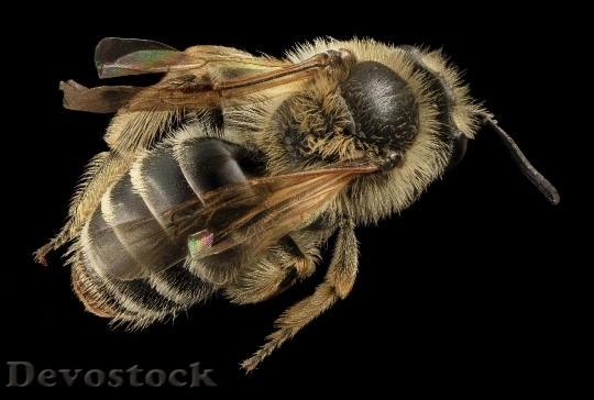 Devostock Legs Animal Bee 22031 4K