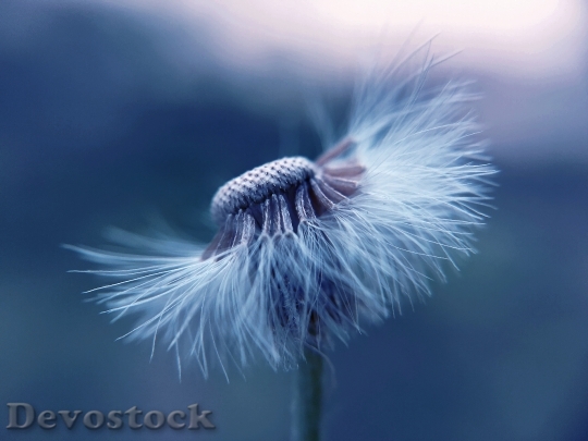 Devostock Light Blur Flower 88539 4K