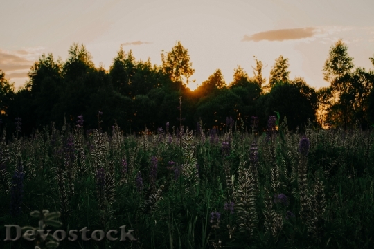 Devostock Light Dawn Landscape 97502 4K