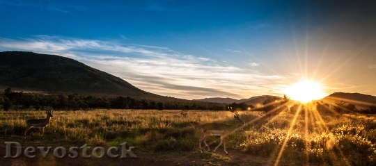 Devostock Light Dawn Landscape Deer 4K