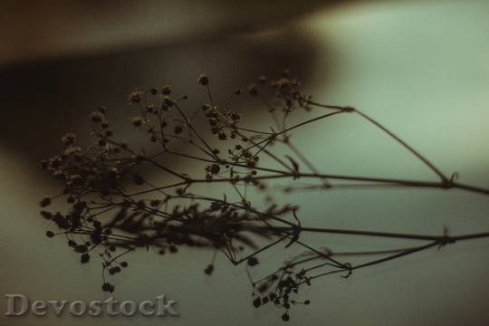 Devostock Light Flowers Silhouette 131249 4K