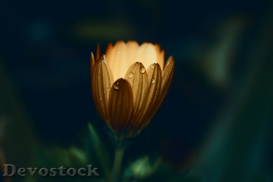 Devostock Light Garden Blur 100074 4K