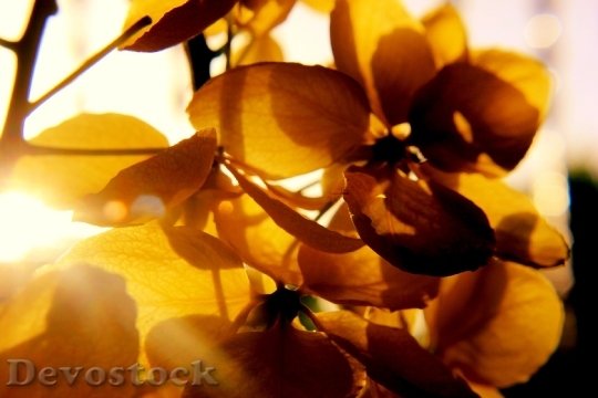 Devostock Light Nature Flowers 64085 4K