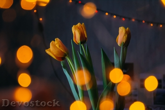 Devostock Lights Flowers Petals 92955 4K