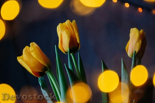 Devostock Lights Flowers Yellow 92592 4K