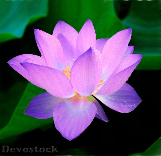 Devostock Lotus Flower Nymphaea Caerulea Aquatic Plant 6281 4K.jpeg