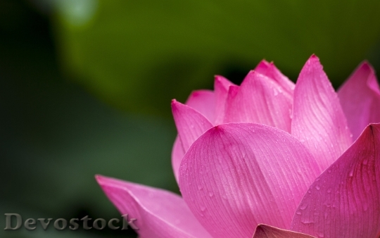 Devostock Lotus Pink Nature Flowers 3915 4K.jpeg