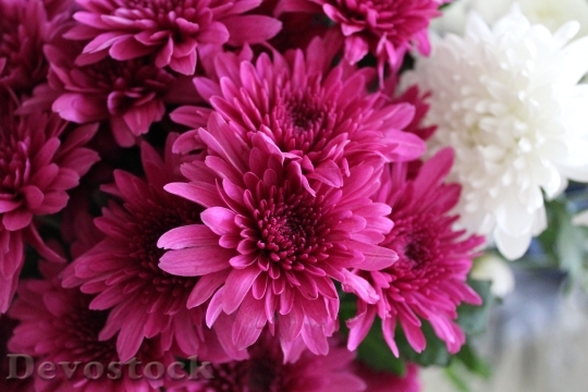 Devostock Love Flowers Petals 105856 4K