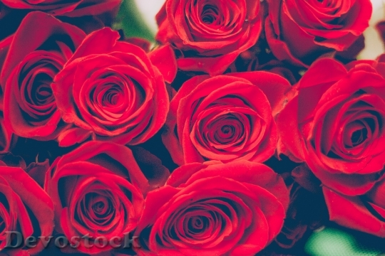 Devostock Love Romantic Flowers 38618 4K