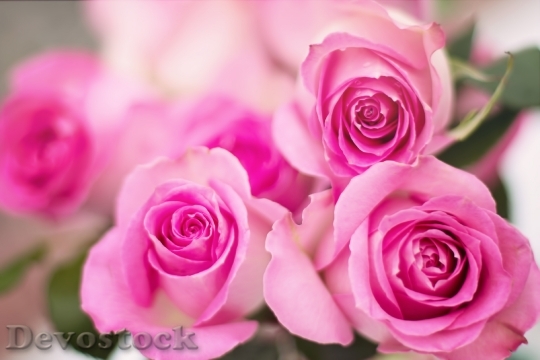 Devostock Love Romantic Flowers 41572 4K