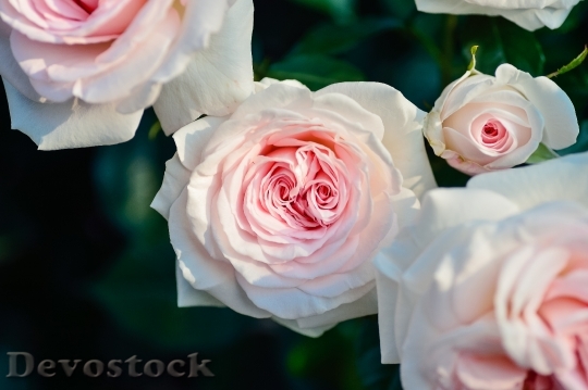 Devostock Love Romantic Flowers 45886 4K