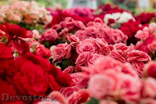 Devostock Love Romantic Flowers 69884 4K