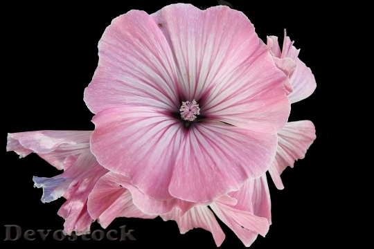 Devostock Mallow Hollyhock Flower Summer Stock Rose 15892 4K.jpeg