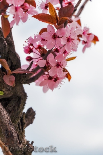 Devostock Mandulavirag Almond Flowers Spring 6604 4K.jpeg