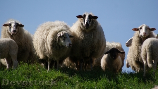 Devostock Meadow Animals Sheep 50 4K