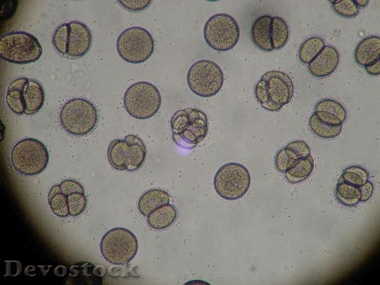 Devostock Microscope Sea Urchin Egg HD